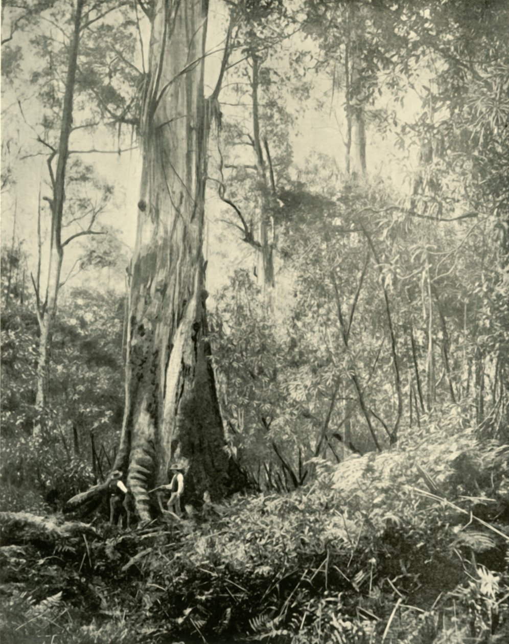 O Barão, uma árvore alta notável, 1901. de Unbekannt