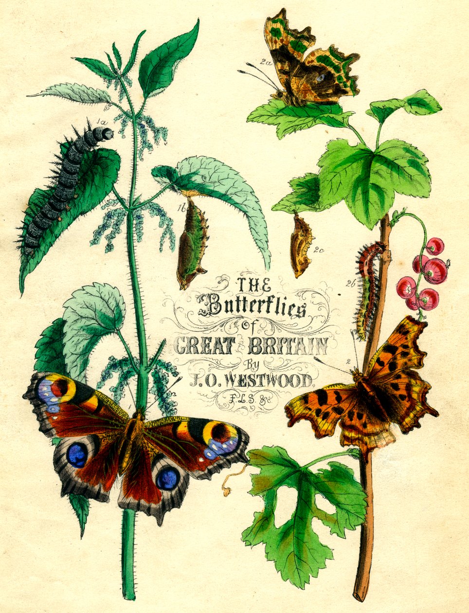 As borboletas da Grã-Bretanha, c1855 de Unbekannt