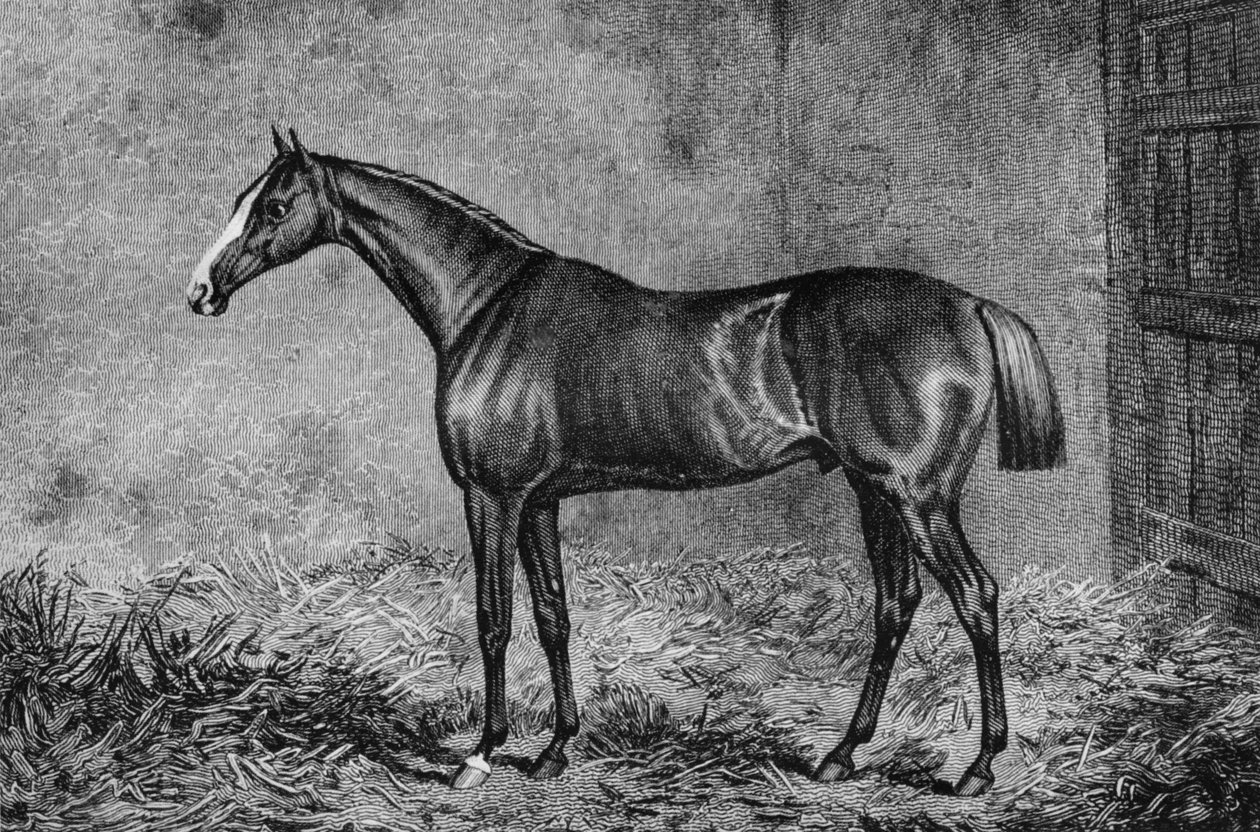 O Coronel, 1825-1847, 1911 de Unbekannt