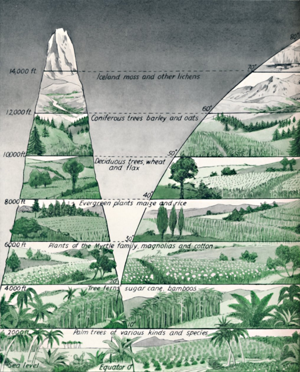 As diferentes zonas de vegetação, 1935 de Unbekannt