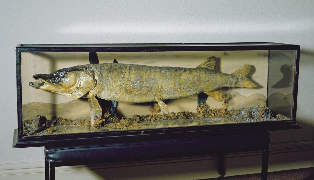 O Pike Dowdeswell, comprimento 135cms de Unbekannt