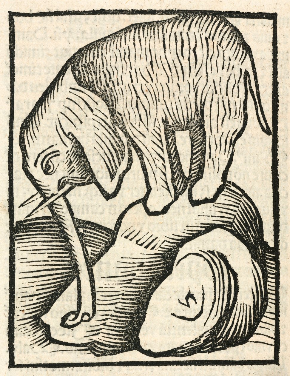 O Elefante de Unbekannt