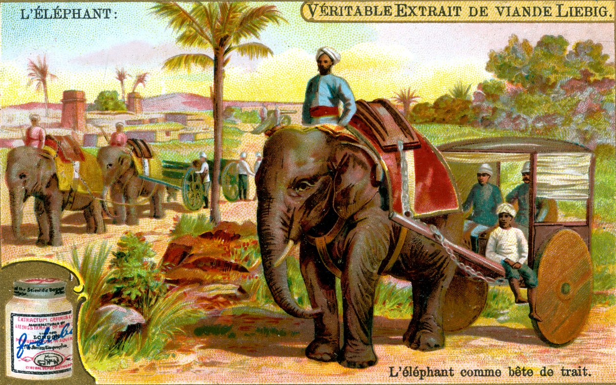 O elefante como animal de tração, c1900 de Unbekannt