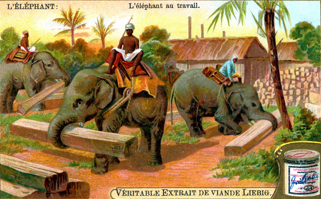 O elefante no trabalho, c1900 de Unbekannt
