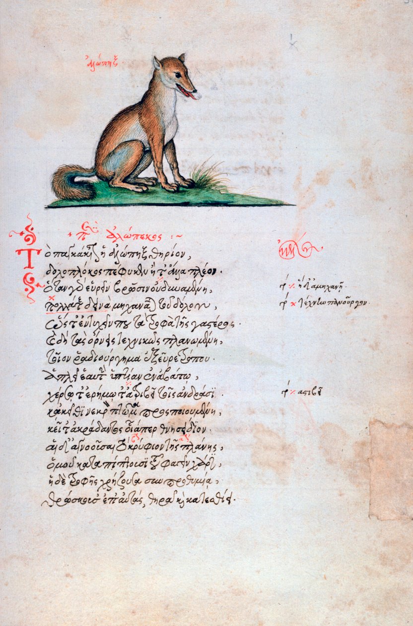 A Raposa, 1564 de Unbekannt