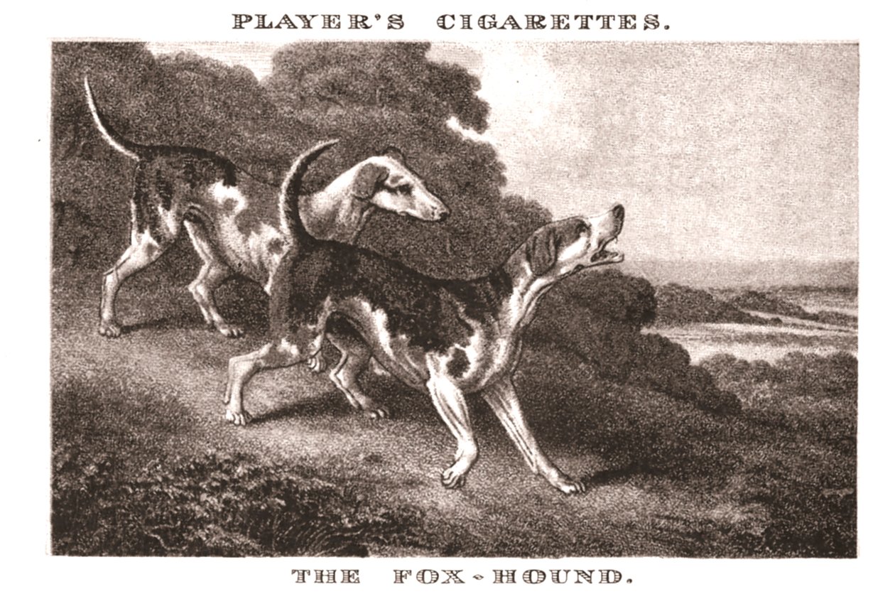 O Foxhound, 1924. de Unbekannt