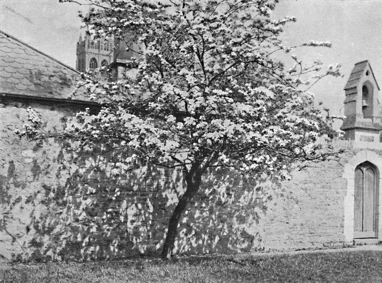 O Espinho de Glastonbury, 1902 de Unbekannt