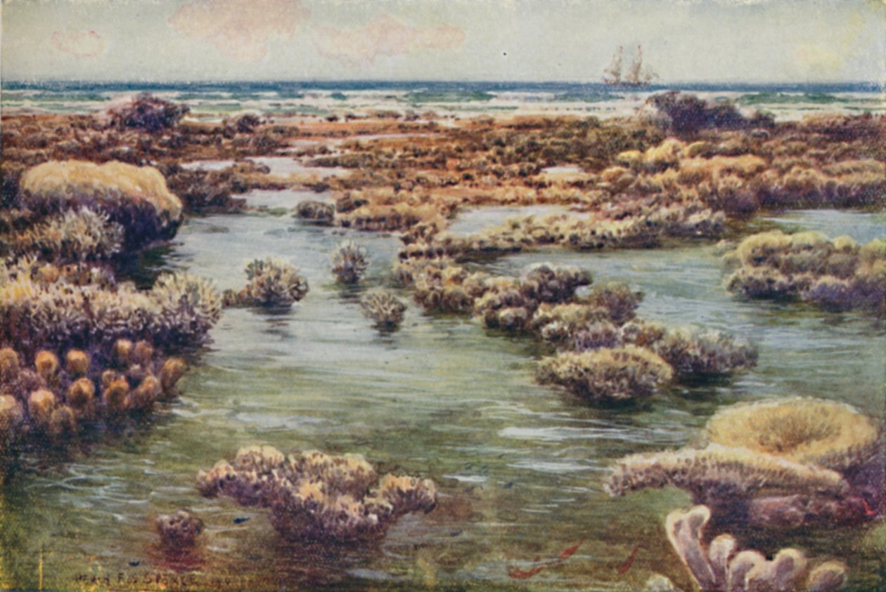 A Grande Barreira de Corais, 1923. de Unbekannt