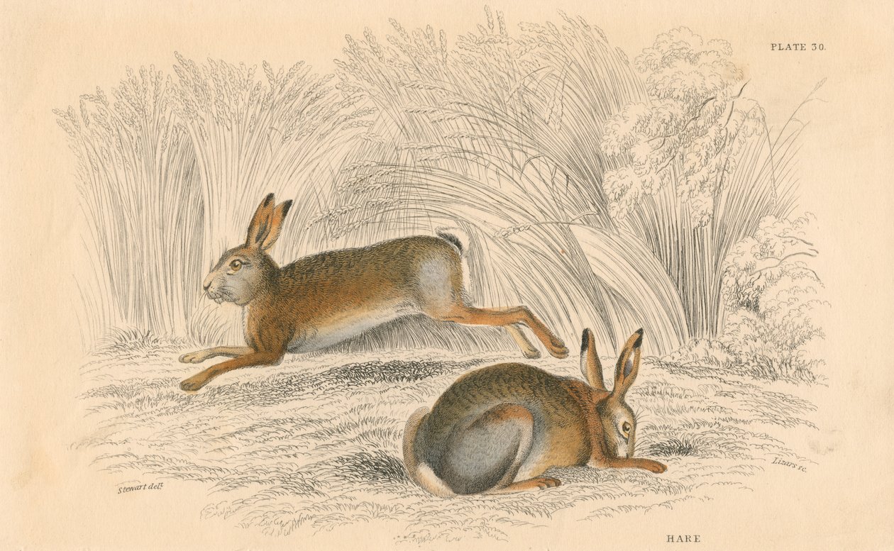 O Hare Lepus europaeus, 1828 de Unbekannt