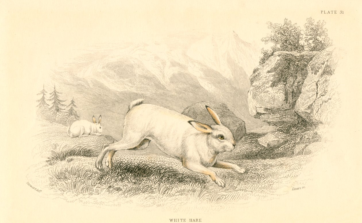 O Hare Lepus europaeus, 1828 de Unbekannt