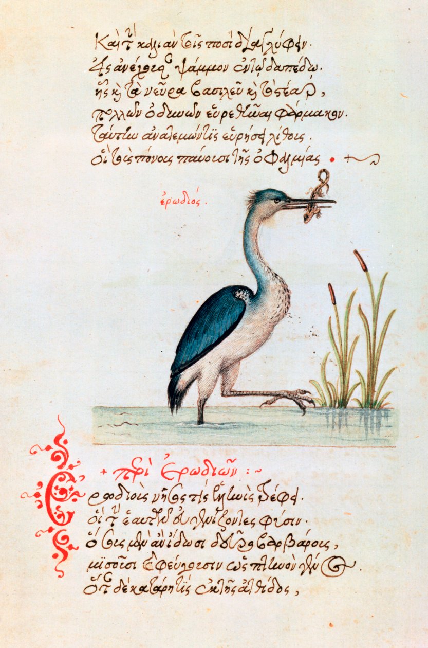 A Garça-real, 1564 de Unbekannt
