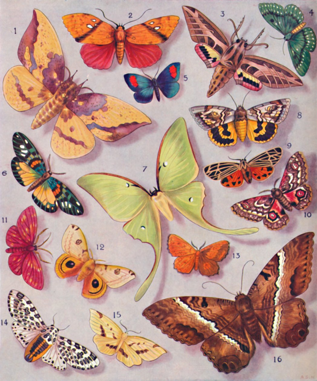 A magnífica coloração de algumas mariposas, 1935 de Unbekannt