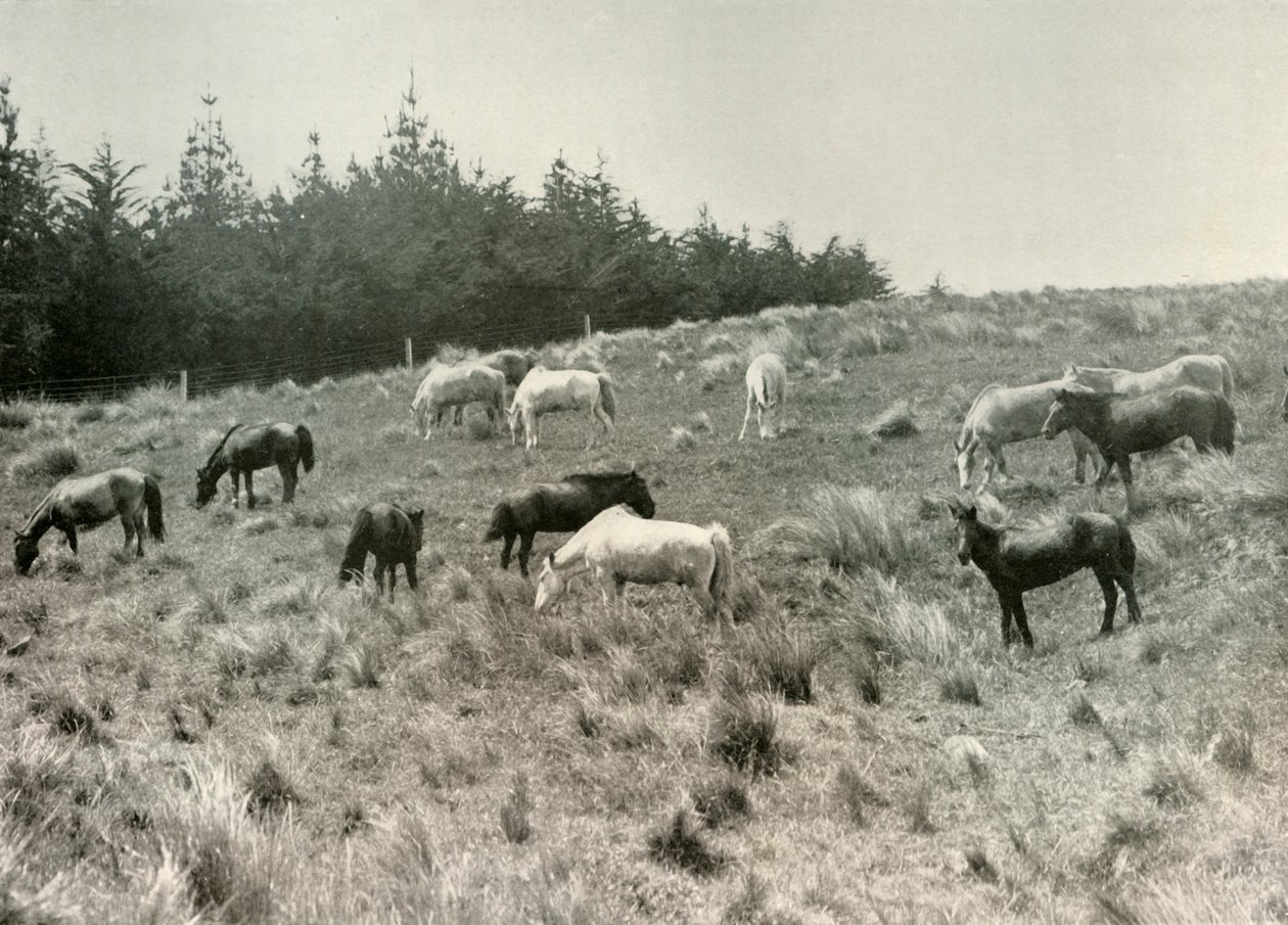 Os pôneis da Manchúria em Quail Island, Port Lyttelton, c1907, 1909 de Unbekannt