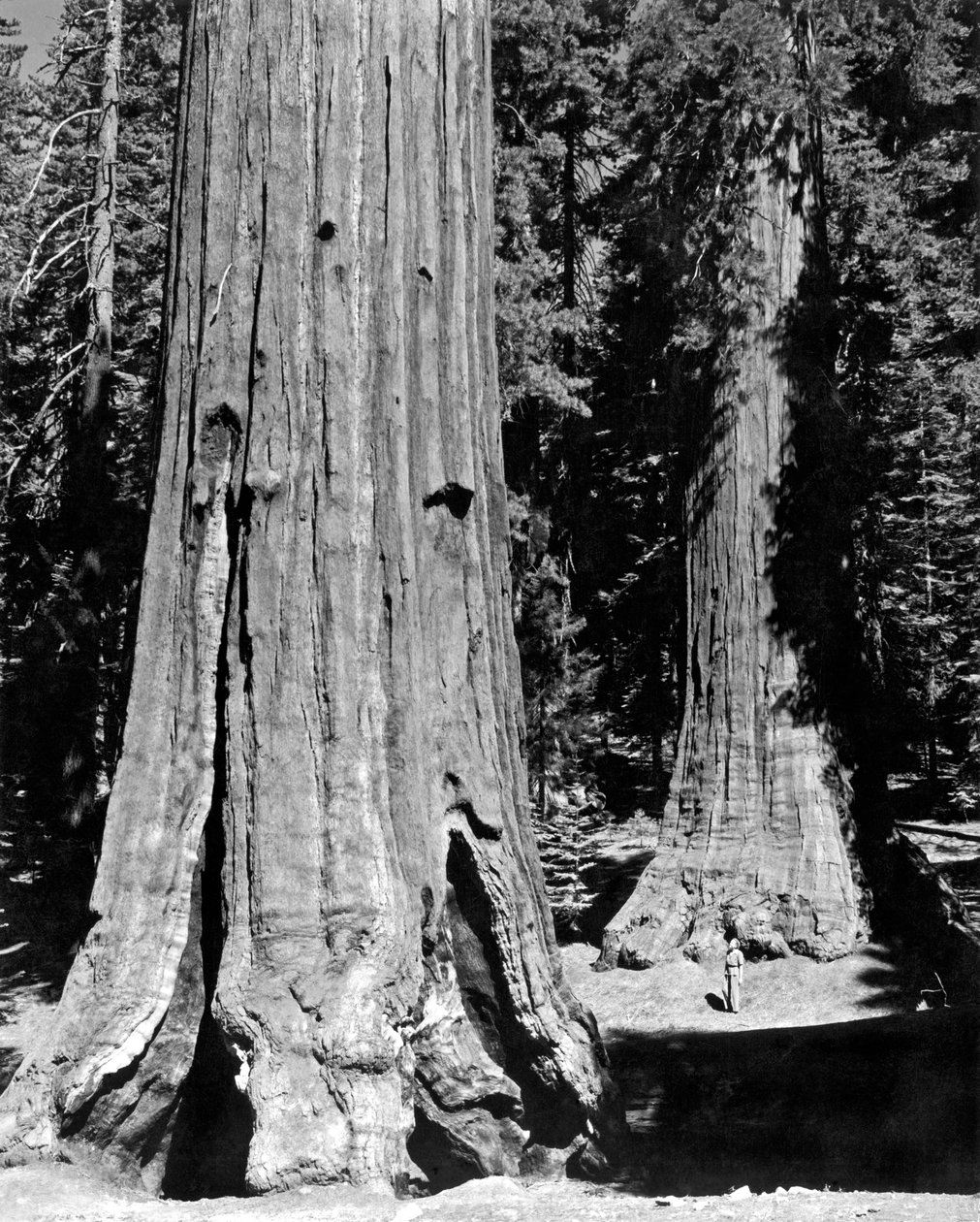 O Bosque da Mariposa em Yosemite (foto a p/b) de Unbekannt