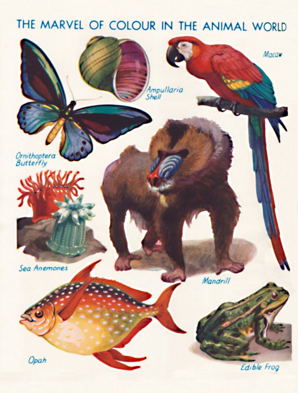 A maravilha da cor no mundo animal, 1935 de Unbekannt