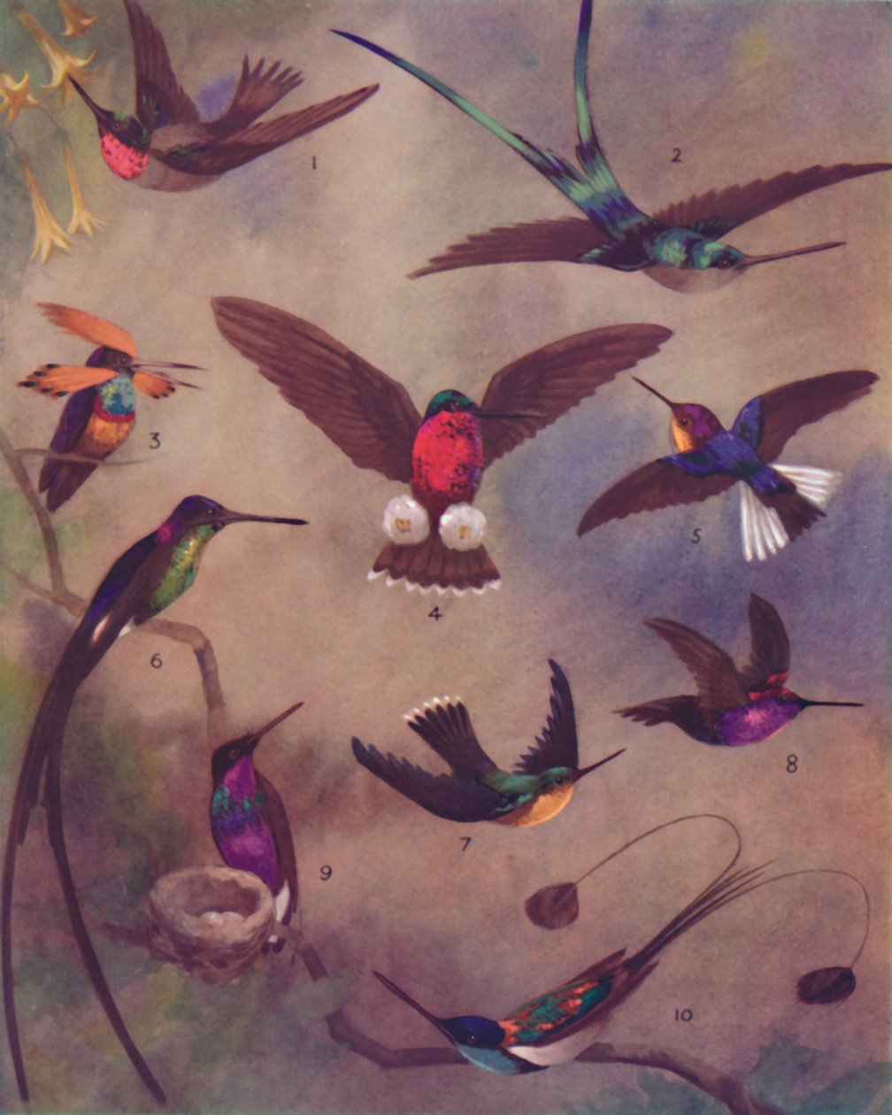 A cor maravilhosa dos beija-flores, 1935 de Unbekannt
