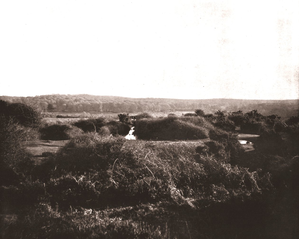A Nova Floresta, Hampshire, 1894. de Unbekannt