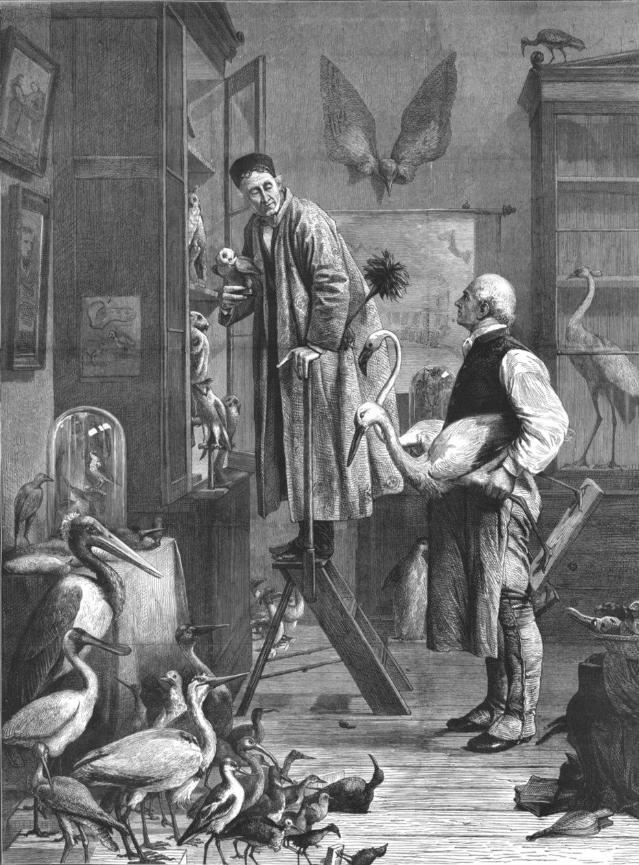 O ornitólogo, meados do século XIX de Unbekannt