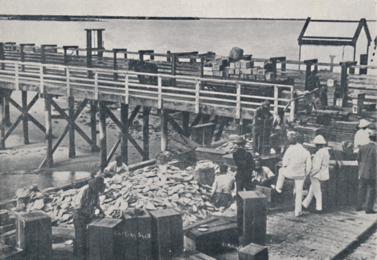 A indústria de pesca de pérolas - Shell de embalagem, 1923. de Unbekannt