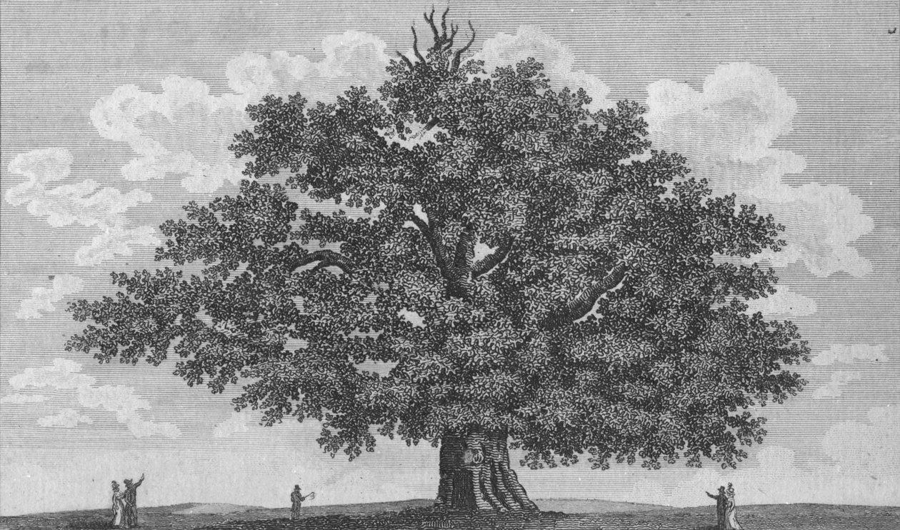 O carvalho de Penshurst, 1794 de Unbekannt