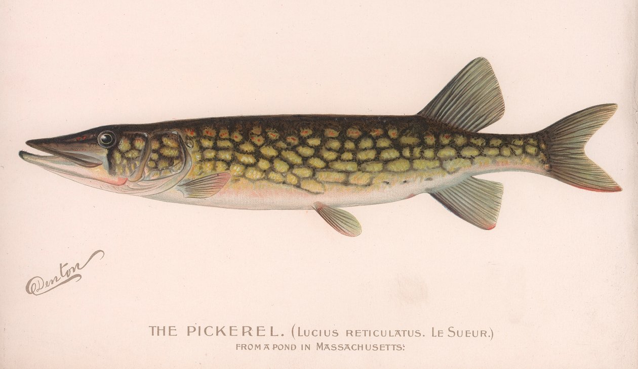 O Pickerel Lucius Reticulatus. Le Sueur., C.1920s de Unbekannt