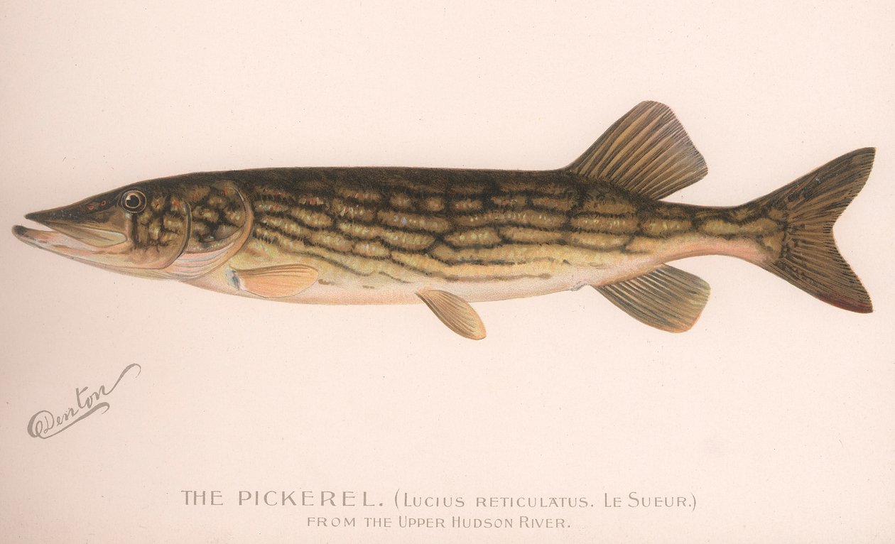 O Pickerel Lucius Reticulatus. Le Sueur, c.1920s de Unbekannt