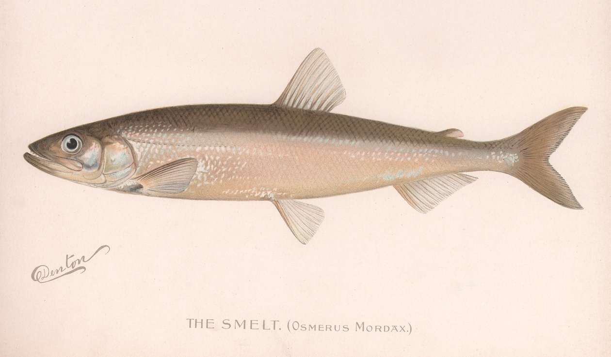 O Smee Osmerus mordaz., C.1920 de Unbekannt