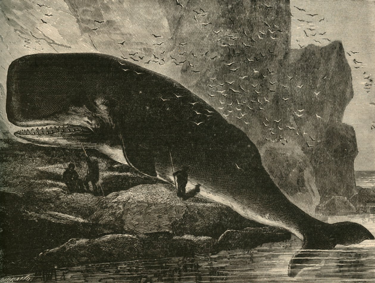 A Baleia-esperma, 1882. de Unbekannt