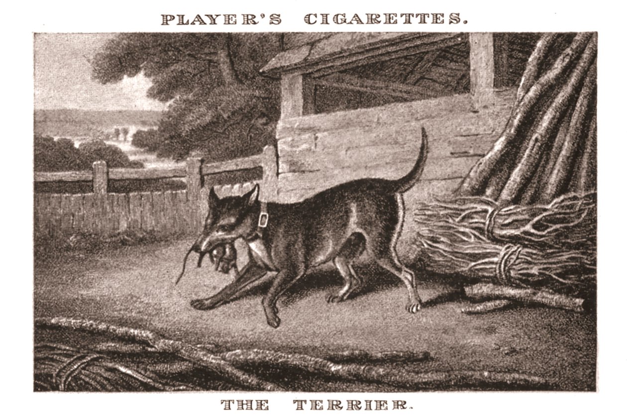 O Terrier, 1924. de Unbekannt