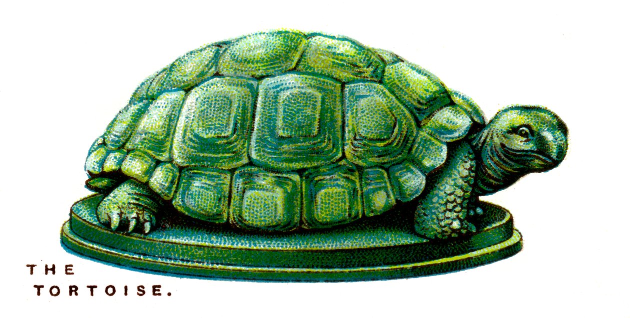 A tartaruga, 1923 de Unbekannt