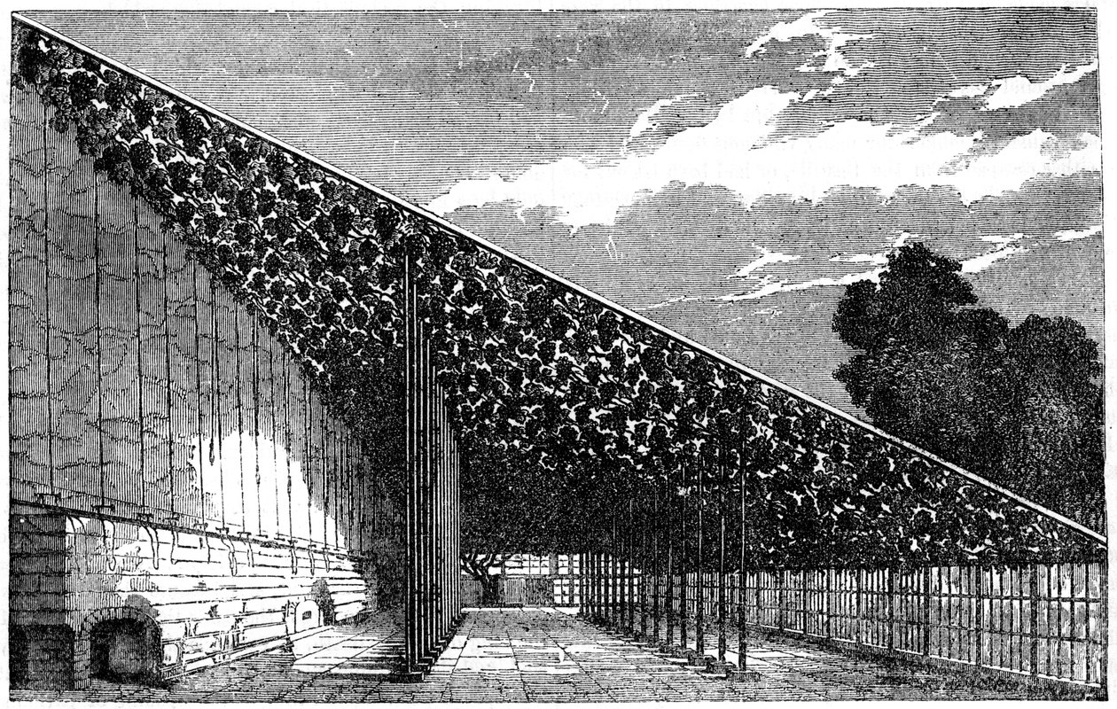 O Vinhedo em Hampton Court, século XIX de Unbekannt