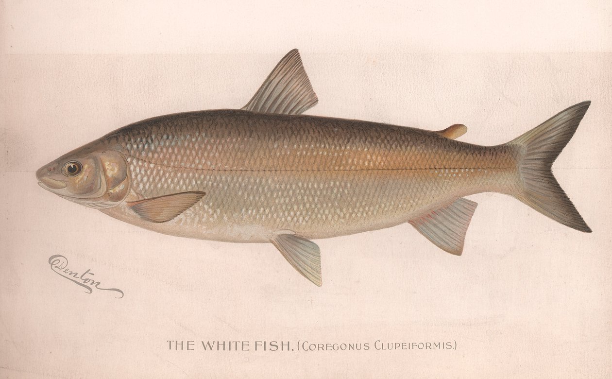 O peixe branco Coregonus Clupeiformis, c.1920s de Unbekannt