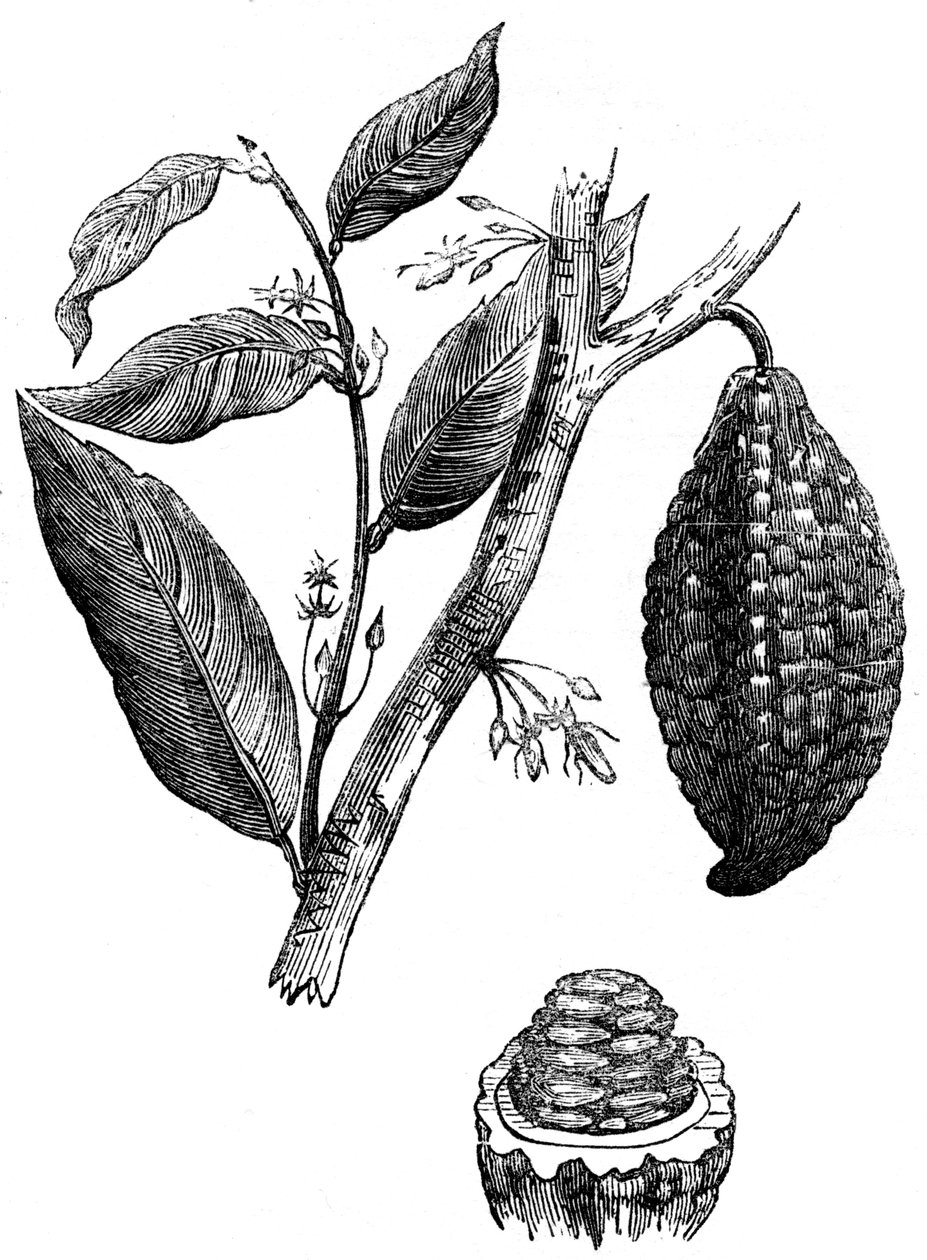 A noz de chocolate, 1886 de Unbekannt