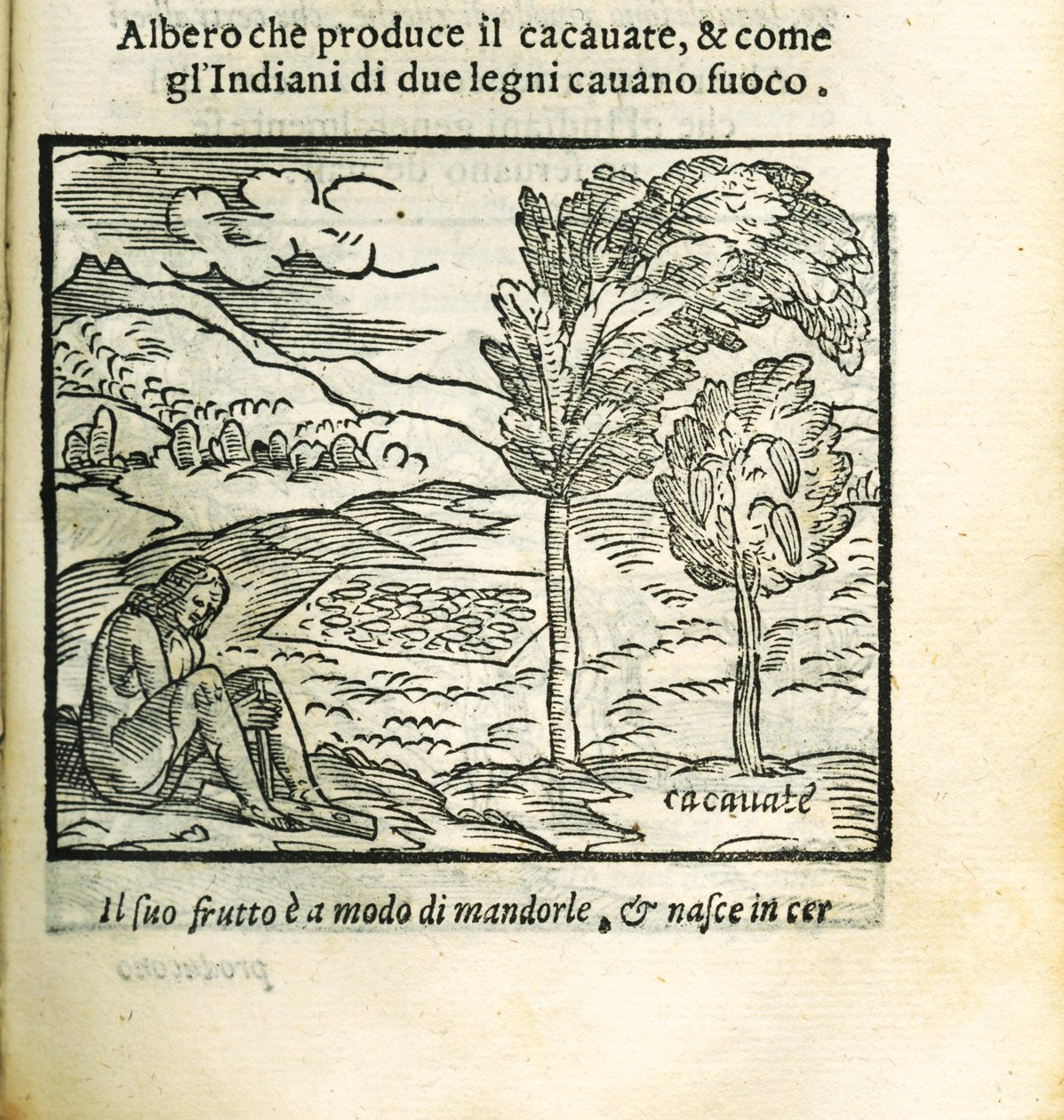 A árvore de cacau. De Historia del Mondo Nuovo por Girolamo Benzoni, 1563. de Unbekannt