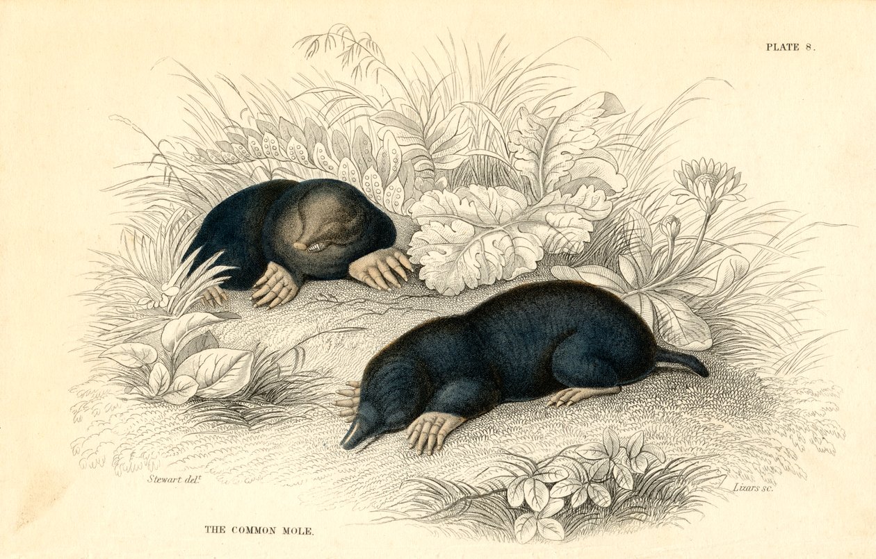 A cole comum Talpa europea, 1828 de Unbekannt