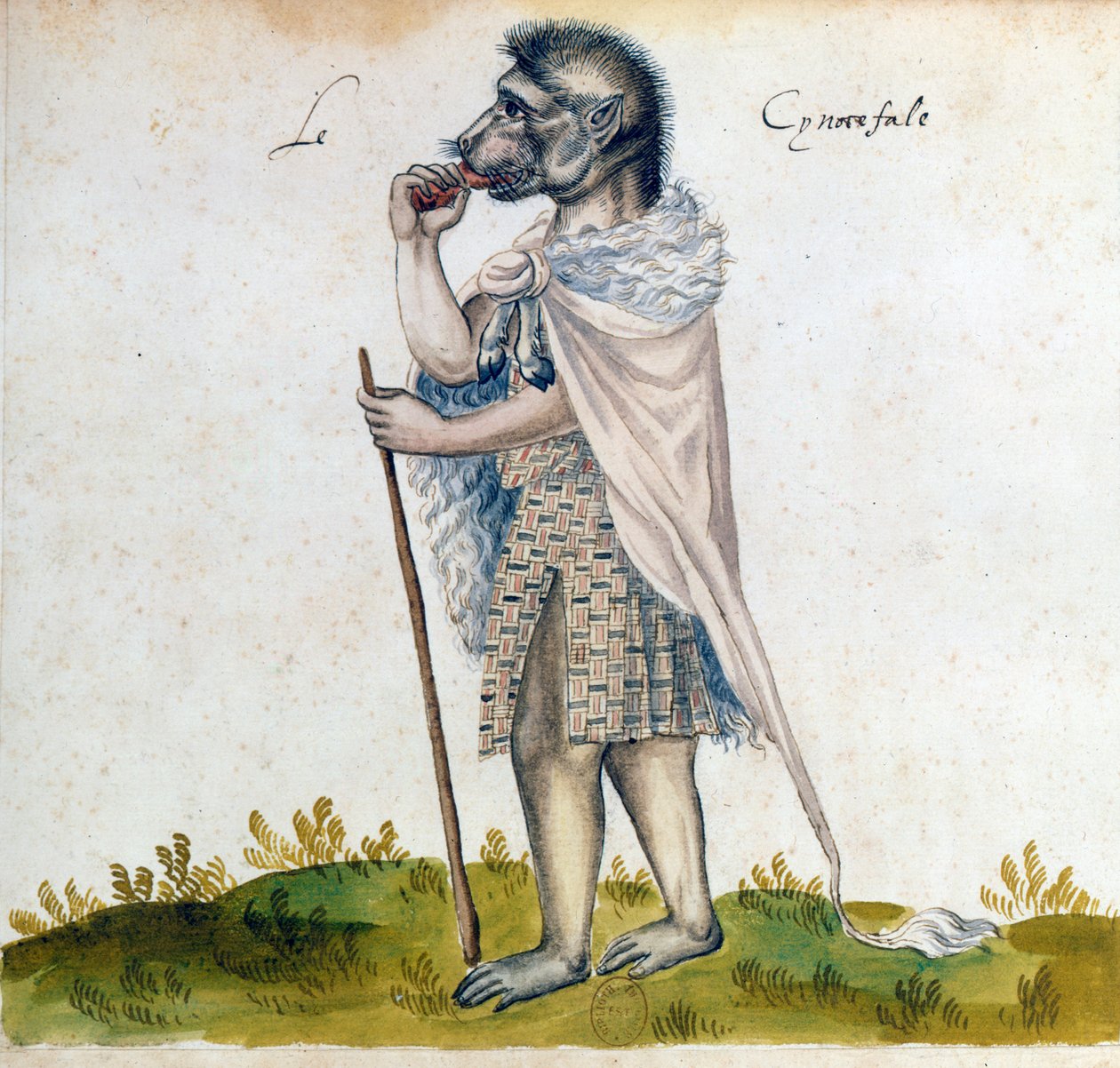 O cynoscephalus, século XV de Unbekannt