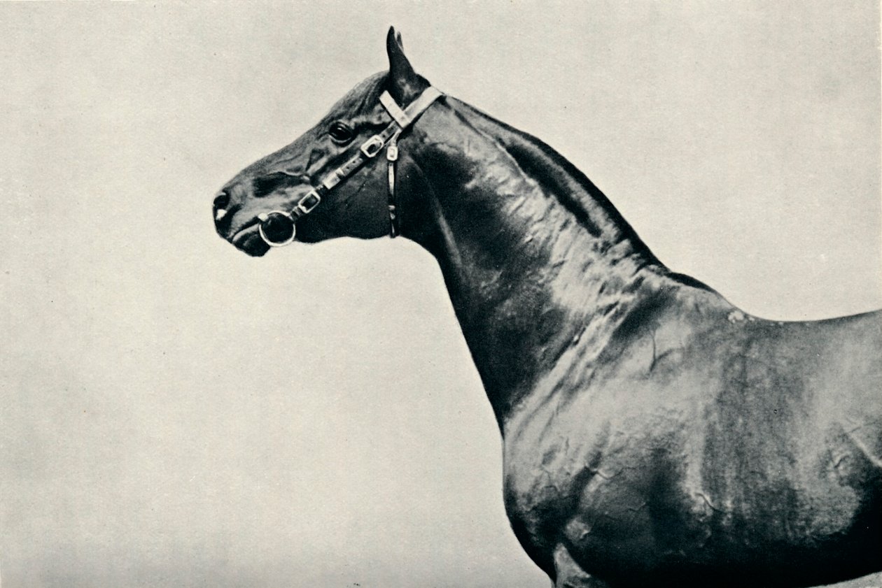 O chefe do cavalo de corrida puro-sangue, Radium, c1910 de Unbekannt