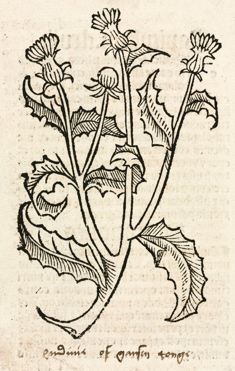 Cardo de Unbekannt