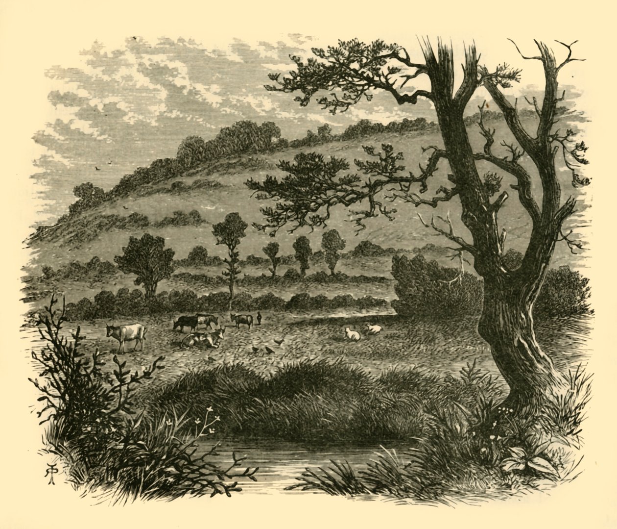 Thistledon, 1898. de Unbekannt