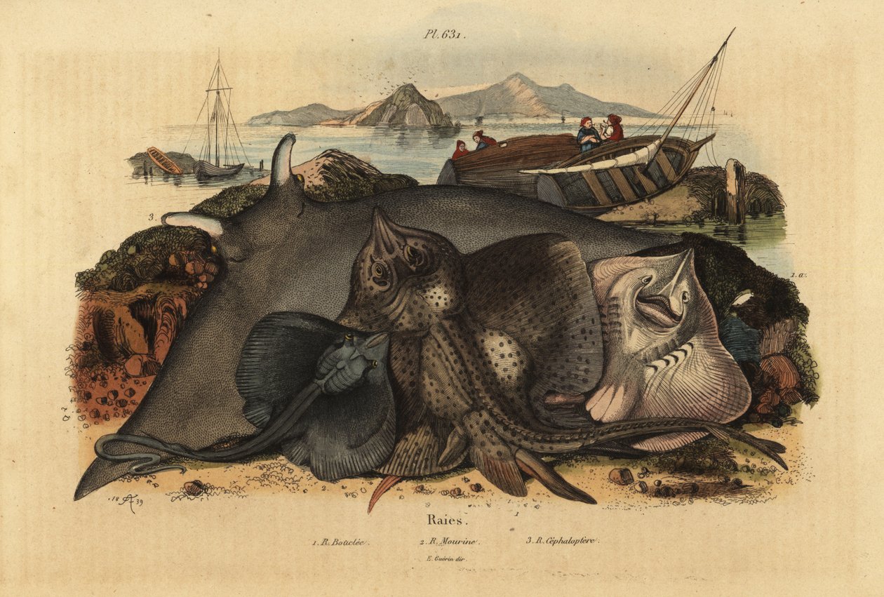 Raia espinhosa, Raja clavata 1, Rhinoptera marginata 2, e Raia diabólica gigante, Mobula mobular 3, em perigo de extinção de Unbekannt