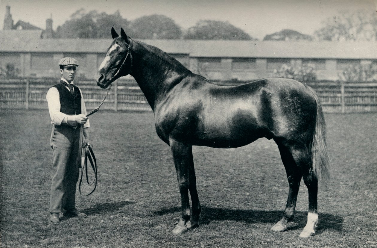 Cavalo puro-sangue, Bend Or, c1880 de Unbekannt