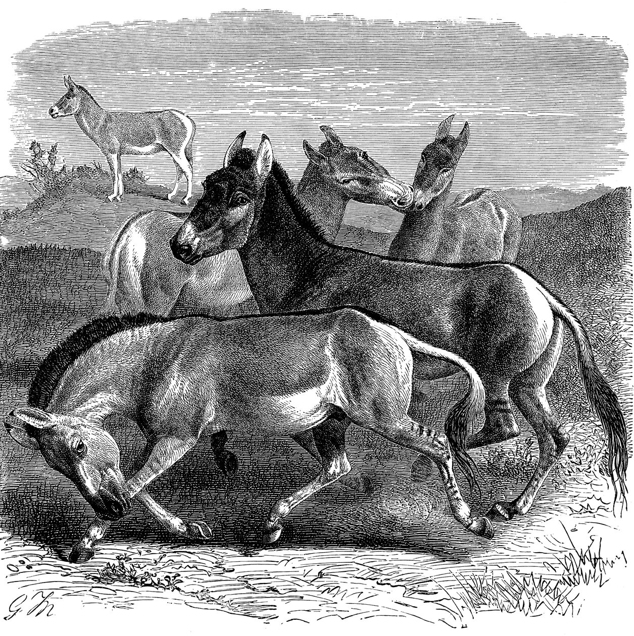 Burro selvagem tibetano ou Kiang, 1893 de Unbekannt