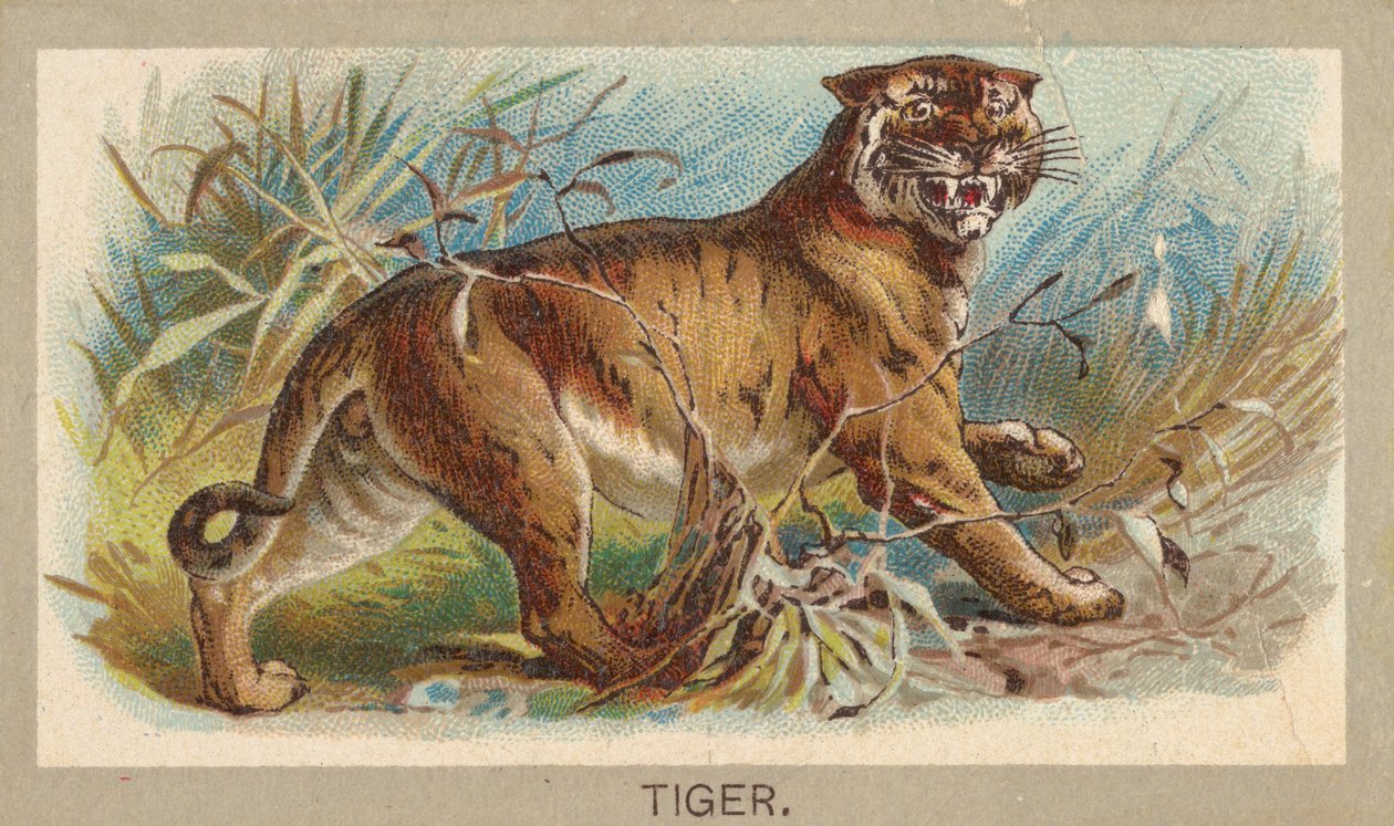 Tiger, da série Animals of the World T180, emitida por Abdul Cigarettes, 1881. de Unbekannt