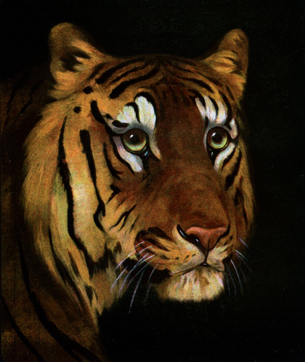 Estudo do tigre, 1908-1909 de Unbekannt