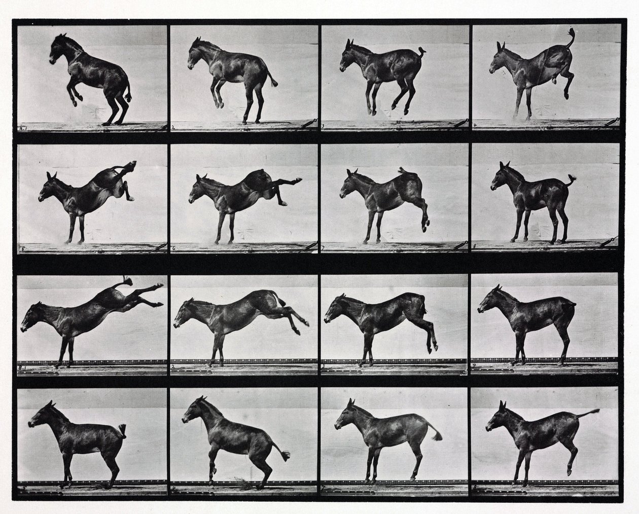 Fotografias de pontapés de mula com lapso de tempo de Unbekannt