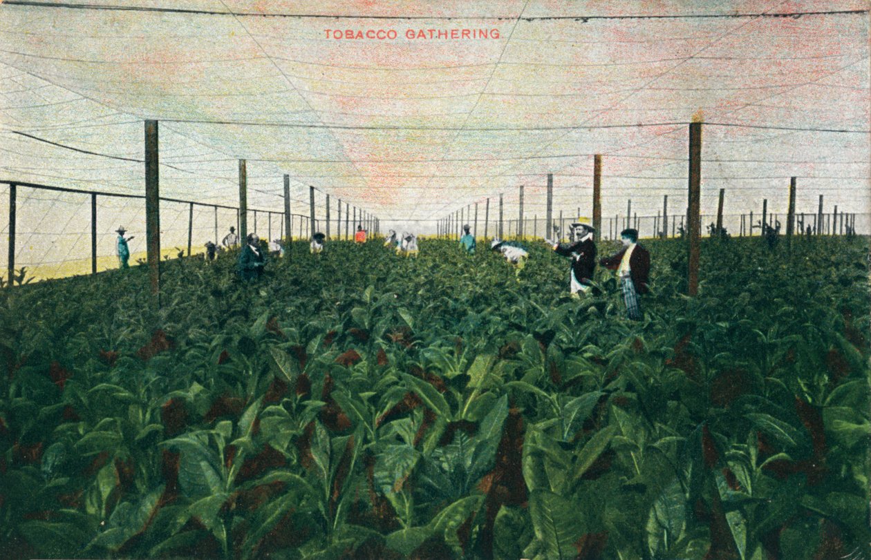 Encontro de Tabaco, 1900 de Unbekannt