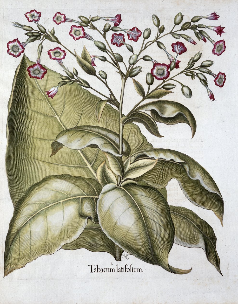 Fábrica de tabaco, 1613 de Unbekannt