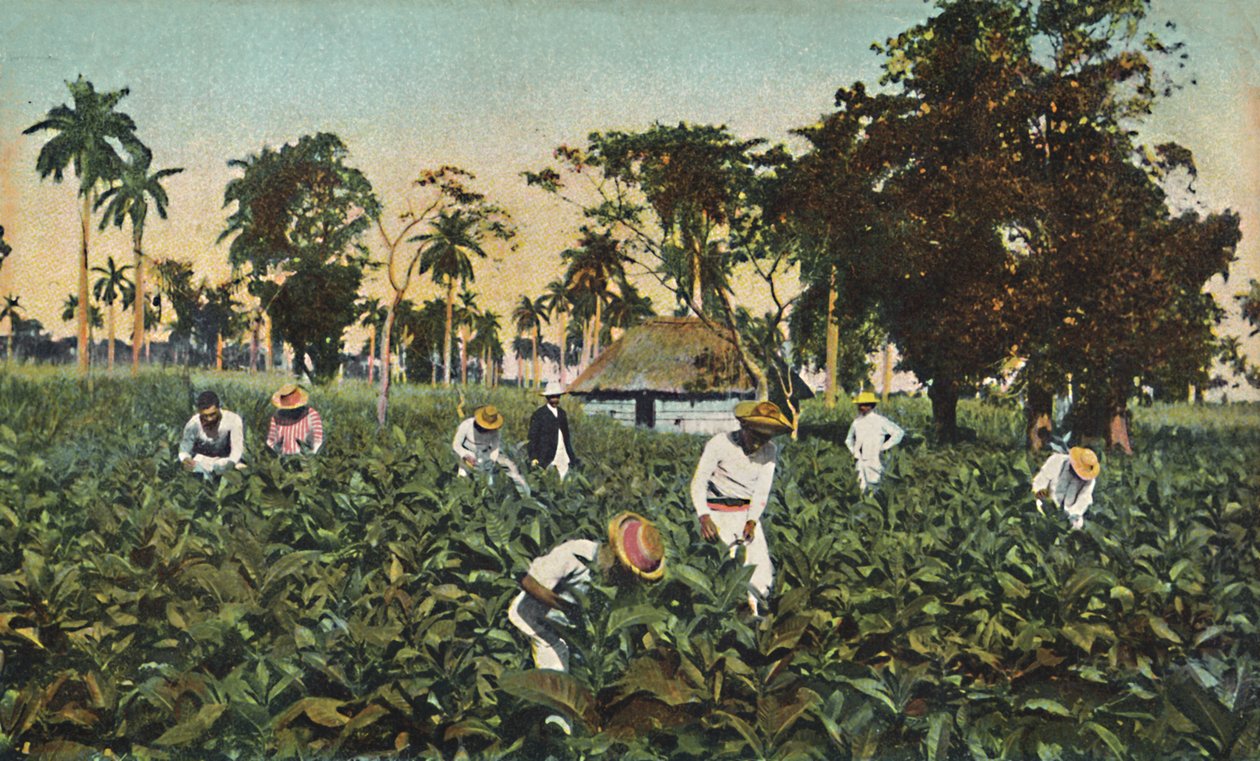 Plantação de tabaco, Cuba, c1920s. de Unbekannt