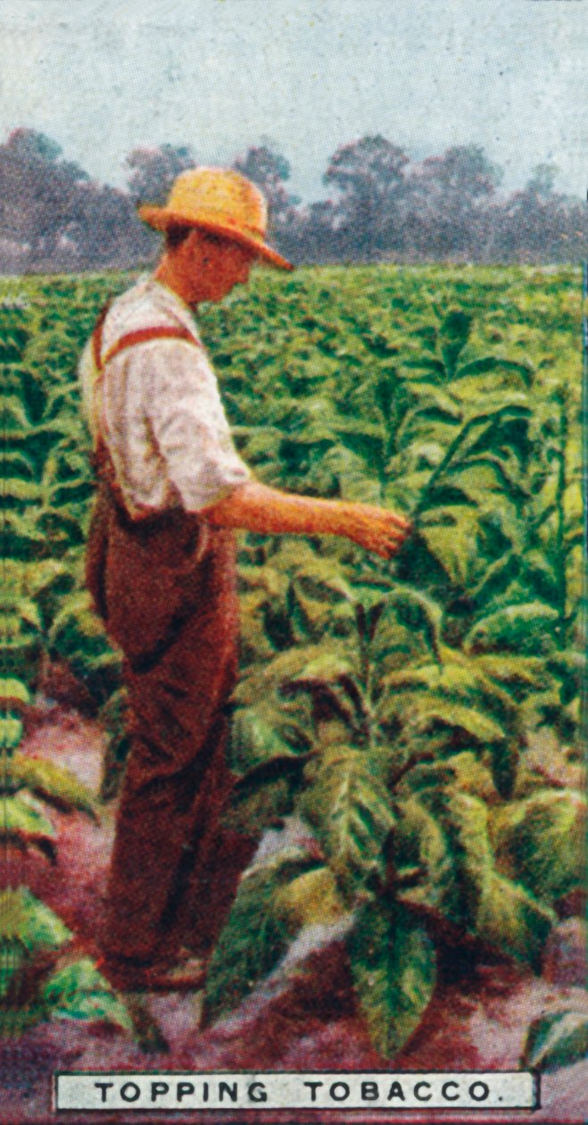 Topping Tobacco, 1926 de Unbekannt