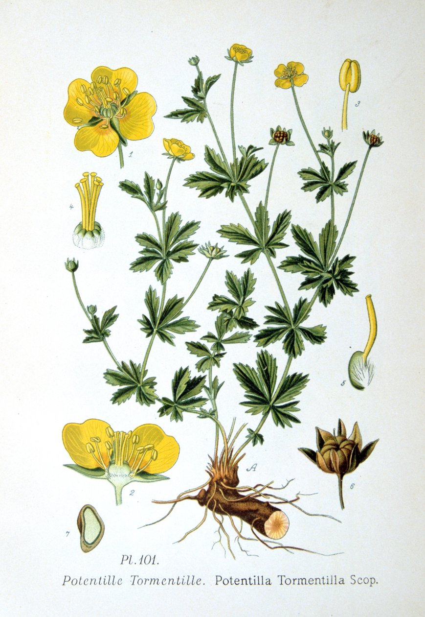 Tormentil, 1893 de Unbekannt